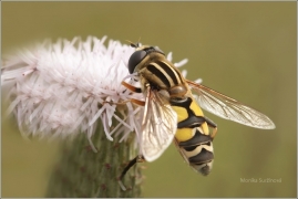<p>PESTŘENKA ČERVENONOSÁ (Helophilus trivittatus) (Jiříkov)</p>